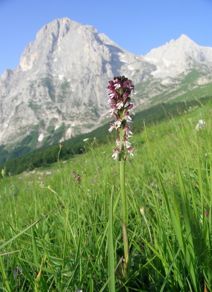 Il Gran Sasso e le orchidee - il mio omaggio al Gigante dellAppennino.